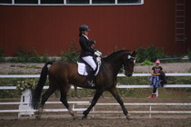 Rondy Stenman - Biko (rekisterinimi Igo Drosmigais), 
© Rondy Stenman / Teresa Pollari