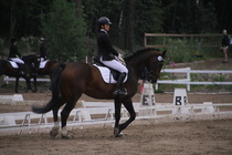 Rondy Stenman - Biko (rekisterinimi Igo Drosmigais), 
© Rondy Stenman / Teresa Pollari