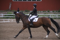 Rondy Stenman - Biko (rekisterinimi Igo Drosmigais), 
© Rondy Stenman / Teresa Pollari