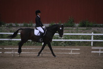 Teresa Pollari – Victor (rekisterinimeltään Victor vd Kiekenshoef) © Rondy Stenman / Teresa Pollari