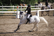 Viivi Sahramo - Silver (rekisterinimi Silver Promise) © Rondy Stenman / Teresa Pollari