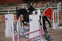 Jeanette Tinnis - Rex (rekisterinimi Rekets) © Rondy Stenman / Teresa Pollari