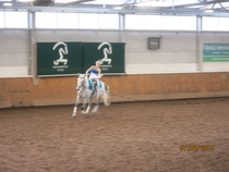 Ypäjä Vertize eli Vertti, toimii myös opiskelijoiden A-hevosena. © Anu Helomaa