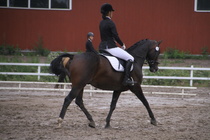 Teresa Pollari – Victor (rekisterinimeltään Victor vd Kiekenshoef) © Rondy Stenman / Teresa Pollari