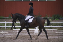 Teresa Pollari – Victor (rekisterinimeltään Victor vd Kiekenshoef) © Rondy Stenman / Teresa Pollari