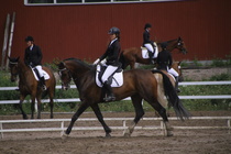 Rondy Stenman - Biko (rekisterinimi Igo Drosmigais), 
© Rondy Stenman / Teresa Pollari