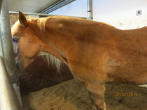 Tarja. © Anu Helomaa