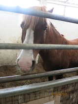 Lorenzo. © Anu Helomaa