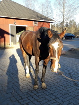 © Pauliina Lehtiluoma