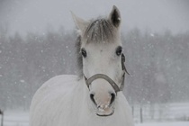 © Saara Hakonen