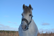 © Maj Kauramäki
