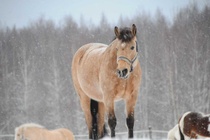 © Saara Hakonen